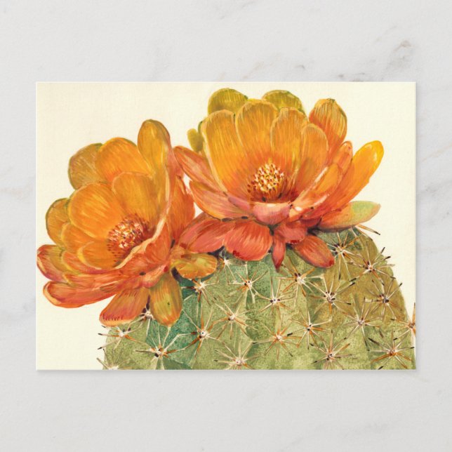 Postal Cactus Naranja Blossoms (Anverso)