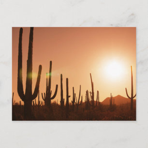 Postal Cactus On Desert