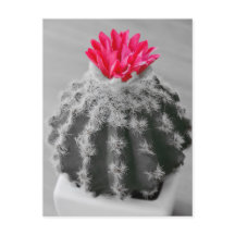 Cactus Plant Black White Photo Con Flor Rosa