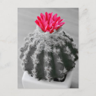 Postal Cactus Plant Black White Photo Con Flor Rosa