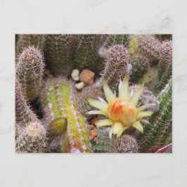 Postal Cactus：Postcard