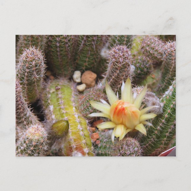 Postal Cactus：Postcard (Anverso)
