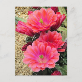Postal Cactus:Postcard