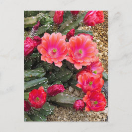 Postal Cactus：Postcard