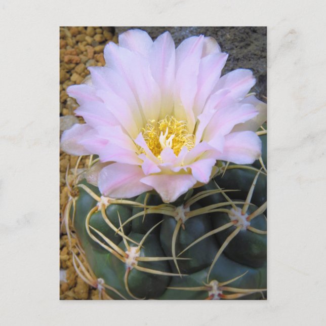 Postal Cactus:Postcard (Anverso)