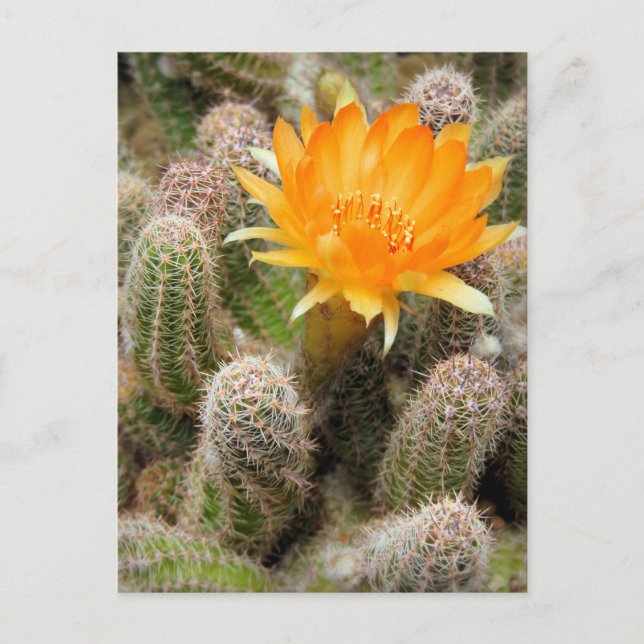 Postal Cactus:Postcard (Anverso)