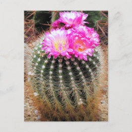 Postal Cactus：Postcard