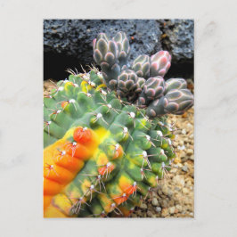 Postal Cactus:Postcard