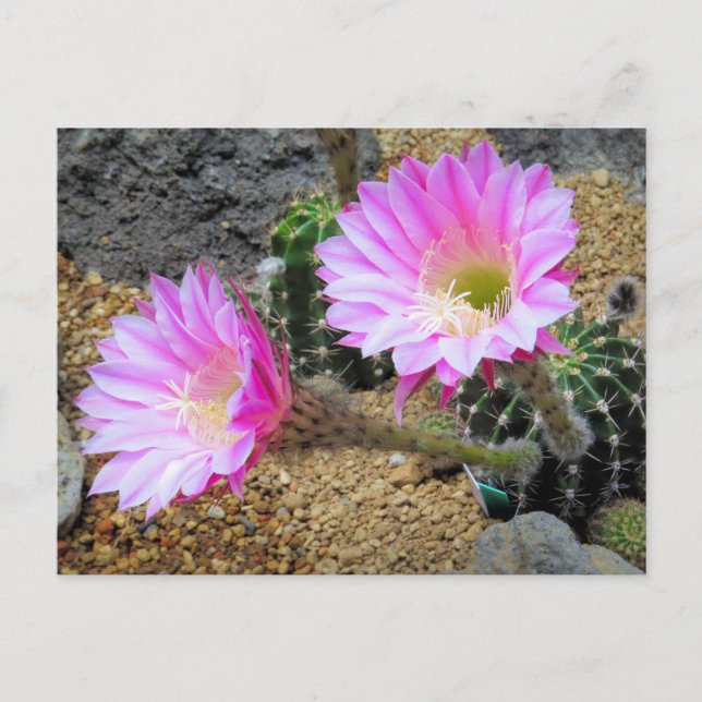 Postal Cactus:Postcard (Anverso)
