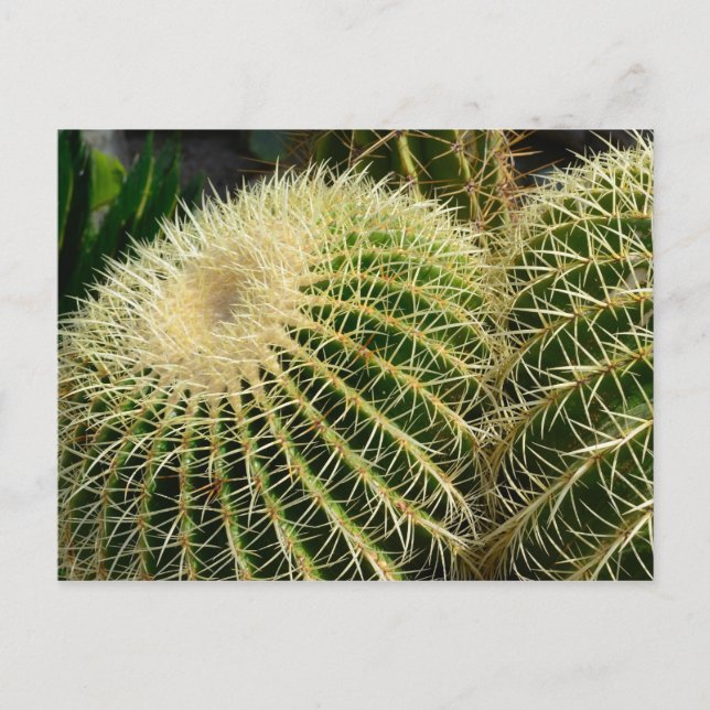 Postal Cactus Postcard (Anverso)