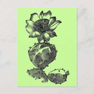 Postal Cactus Postcard