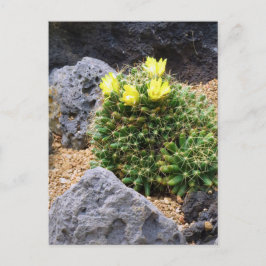 Postal Cactus：Postcard