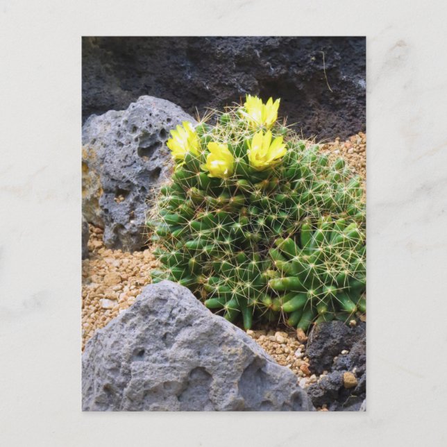Postal Cactus：Postcard (Anverso)