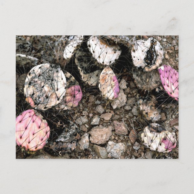 Postal Cactus rosado muerto (Anverso)