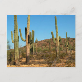 Postal cactus saguaro