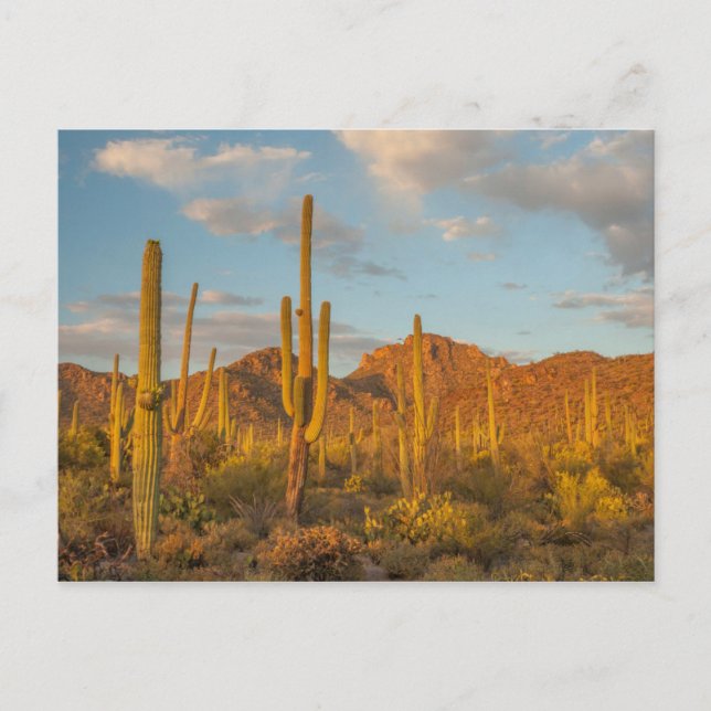 Postal Cactus saguaro al atardecer, Arizona (Anverso)