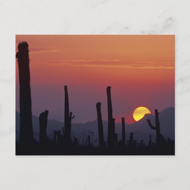 Postal Cactus Saguaro Carnegiea gigantea), Atardecer, (Anverso)