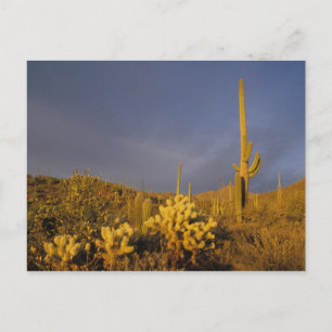 Postal cactus saguaro, Carnegiea gigantea, y teddy