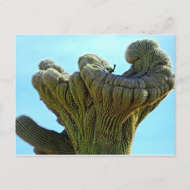 Postal cactus saguaro deformado.jpg (Anverso)