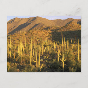 Postal Cactus saguaro en el Parque Nacional Saguaro cerca