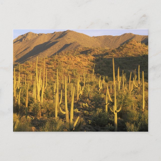 Postal Cactus saguaro en el Parque Nacional Saguaro cerca (Anverso)