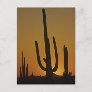 Postal Cactus saguaro gigante Cereus giganteus),