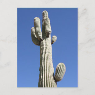 Postal Cactus Saguaro, Scottsdale, Arizona