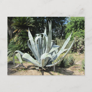 Postal Cactus Salvaje