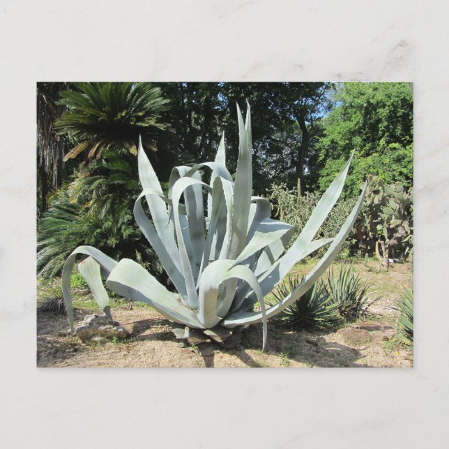 Postal Cactus Salvaje (Anverso)