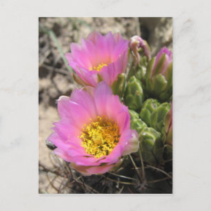 Postal Cactus sin ganchos de Colorado