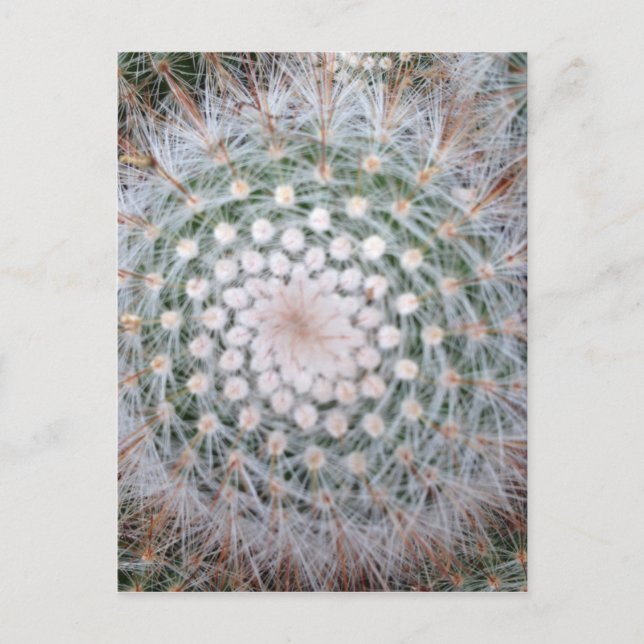 Postal Cactus Spiral (Anverso)