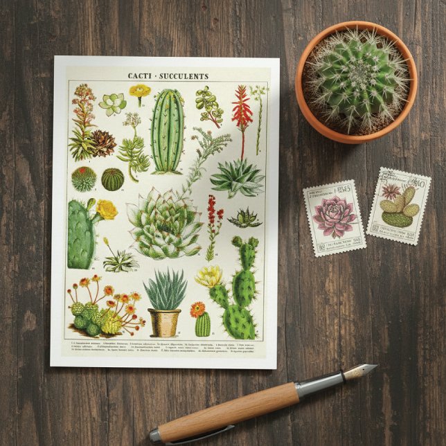 Postal Cactus Succulents Botanical Illustration Postcard (Subido por el creador)