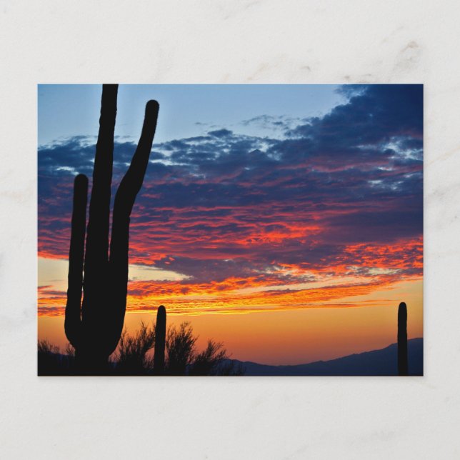 Postal Cactus Sunrise (Anverso)