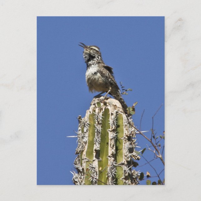 Postal Cactus Wren (Anverso)