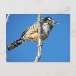 Postal Cactus Wren