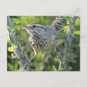 Postal Cactus Wren on Ocotillo Postcard