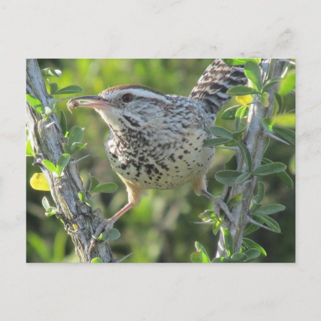 Postal Cactus Wren on Ocotillo Postcard (Anverso)