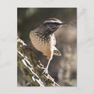 Postal Cactus Wren Postcard