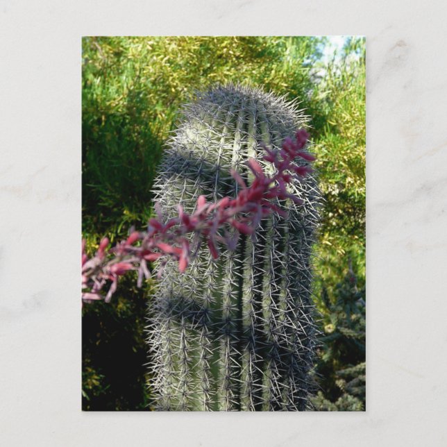 Postal Cactus y flores Postcard (Anverso)