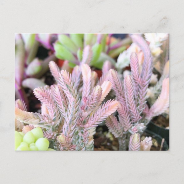 Postal Cadena de reloj de crassula variada rosada exitosa (Anverso)