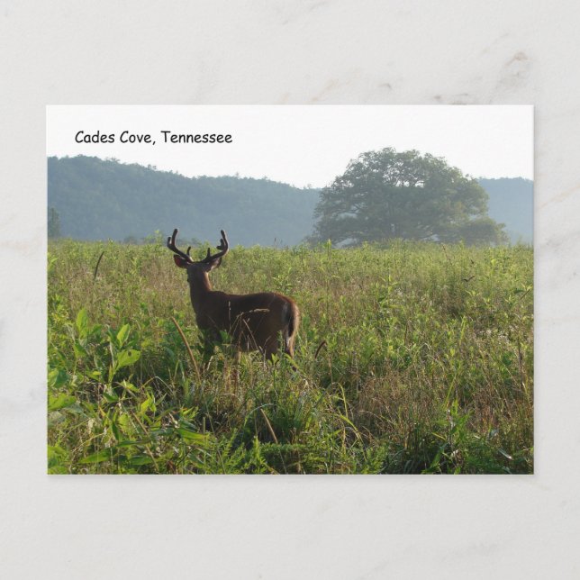 Postal Cades Cove, Tennessee (Anverso)