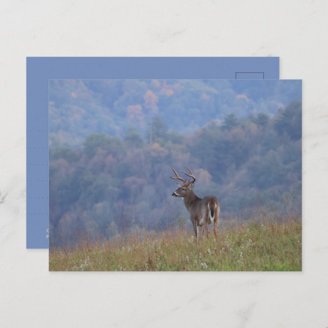 Postal Cades Cove Wildlife - Great Smoky Mountains (Anverso / Reverso)