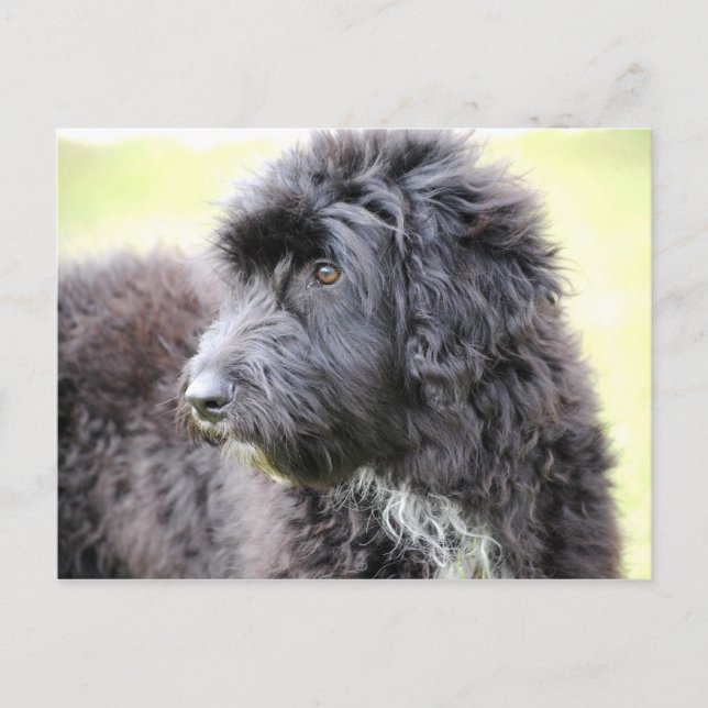 Postal Cadoodle Dog Post Cards (Anverso)