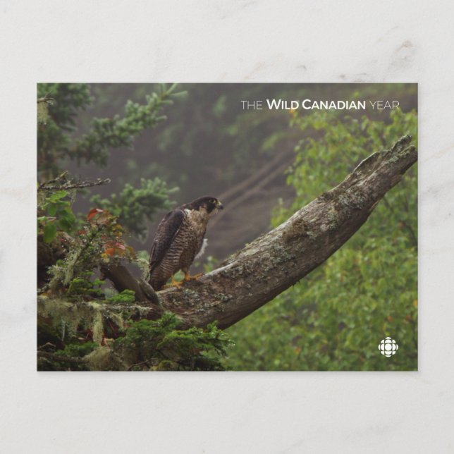 Postal Cae - Halcón Peregrino (Anverso)