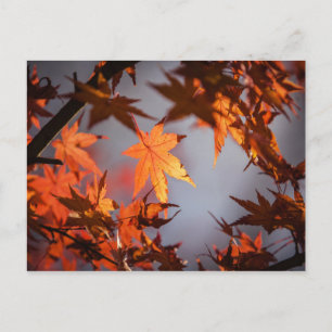 Postal Cae Maravilla del color del otoño
