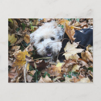 Postal Caer en caída