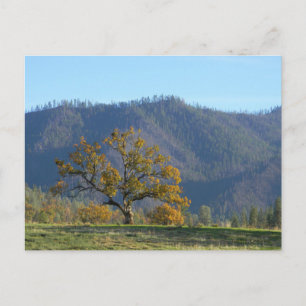 Postal Caer en las montañas... postal.