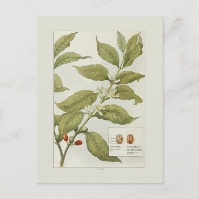 Postal Café (Anverso)