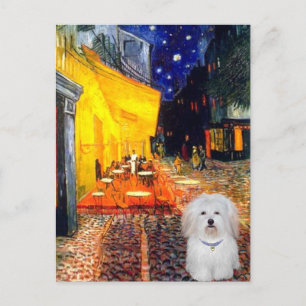 Postal Cafe - Coton de Tulear 4b