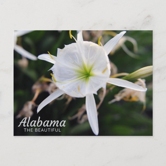Postal Cahaba Lily Postcard (Anverso)
